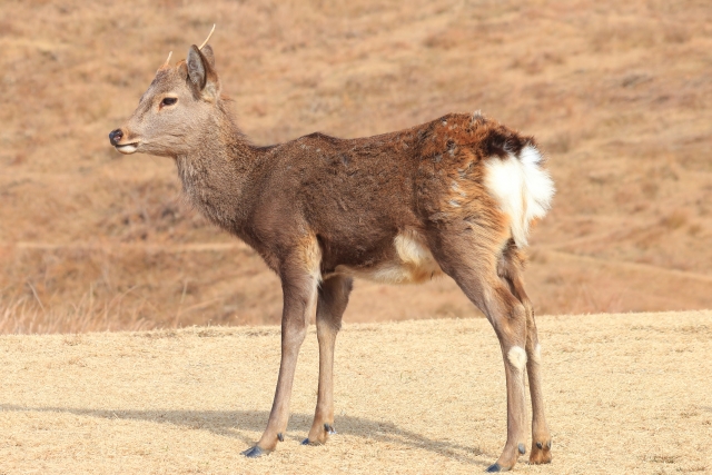 鳥獣害シカ対策。シカに効果的な対策方法とは｜画像１