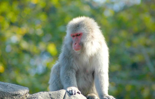 ｜鳥獣害サル対策。サルに効果的な対策方法とは｜画像１