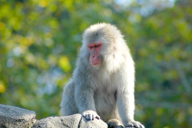 ｜鳥獣害サル対策。サルに効果的な対策方法とは｜画像１