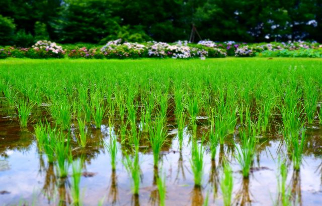 土壌の地力を高めるために。地力の高い田畑に望ましい土壌の状態とは。｜画像１