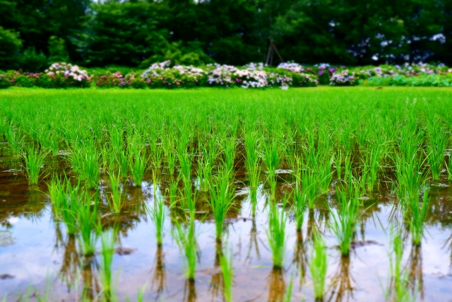 土壌の地力を高めるために。地力の高い田畑に望ましい土壌の状態とは。｜画像１