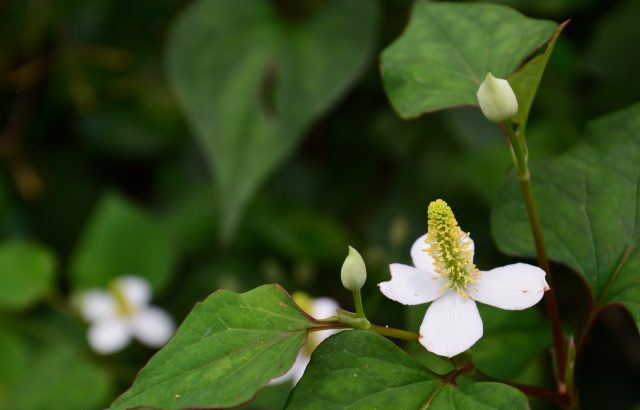 身近にある植物で農薬を作る①植物が持つ殺虫・殺菌、抗虫・抗菌作用について｜画像１