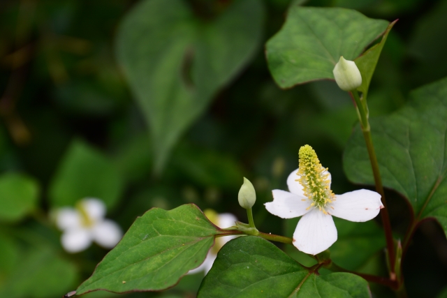 身近にある植物で農薬を作る①植物が持つ殺虫・殺菌、抗虫・抗菌作用について｜画像１