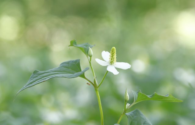 身近にある植物で農薬を作る②植物素材を使った農薬の作り方｜画像１