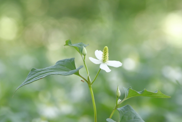 身近にある植物で農薬を作る②植物素材を使った農薬の作り方｜画像１