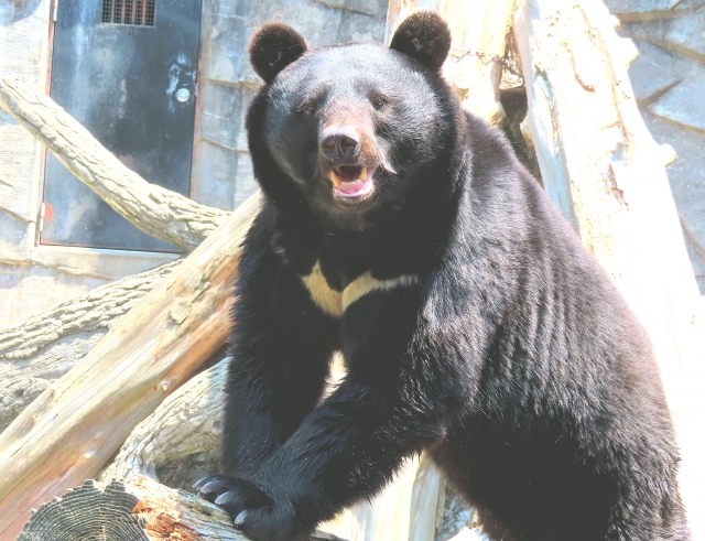 鳥獣害対策クマ編。クマに効果的な対策方法とは｜画像２