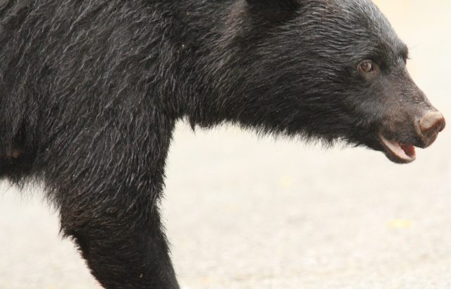 鳥獣害対策クマ編。クマに効果的な対策方法とは