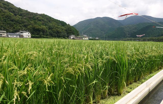 鳥害獣対策トリ編【前編】。目玉模様や爆音器の効果は？鳥類に効果的な対策は？｜画像１