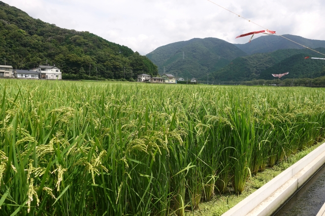 鳥害獣対策トリ編【前編】。目玉模様や爆音器の効果は？鳥類に効果的な対策は？｜画像１