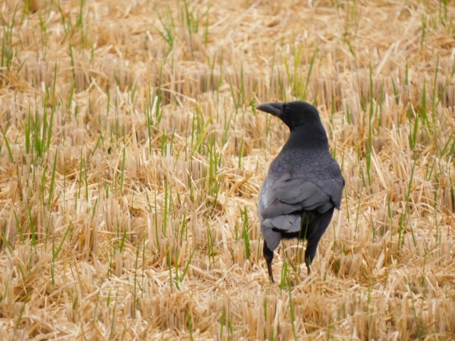 鳥害獣対策トリ編【後編】。農作物に害を及ぼす代表的な鳥類スズメ、ヒヨドリ、カラスについて｜画像３