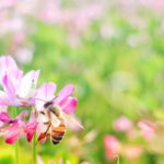 耕作放棄地活用法の一つ「養蜂」について。耕作放棄地に蜜源植物を植える。