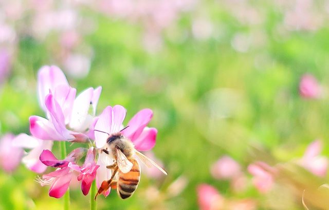 耕作放棄地活用法の一つ「養蜂」について。耕作放棄地に蜜源植物を植える。