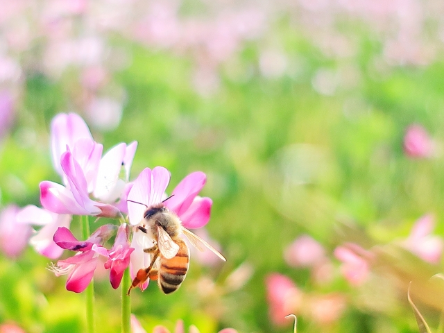 耕作放棄地活用法の一つ「養蜂」について。耕作放棄地に蜜源植物を植える。｜画像１