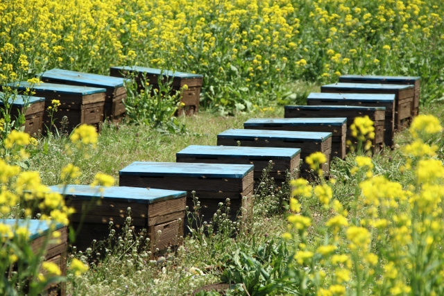 耕作放棄地活用法の一つ「養蜂」について。耕作放棄地に蜜源植物を植える。｜画像２