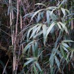 竹林問題の解決に農業分野が役に立つ！？竹の活用事例と、竹がもたらす効果について