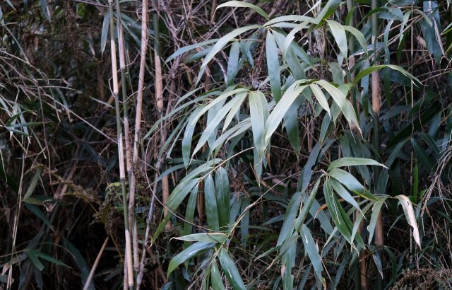 竹林問題の解決に農業分野が役に立つ！？竹の活用事例と、竹がもたらす効果について｜画像１