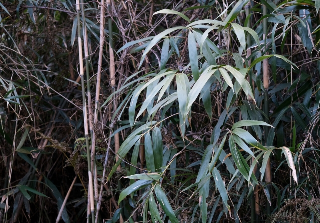 竹林問題の解決に農業分野が役に立つ！？竹の活用事例と、竹がもたらす効果について｜画像１