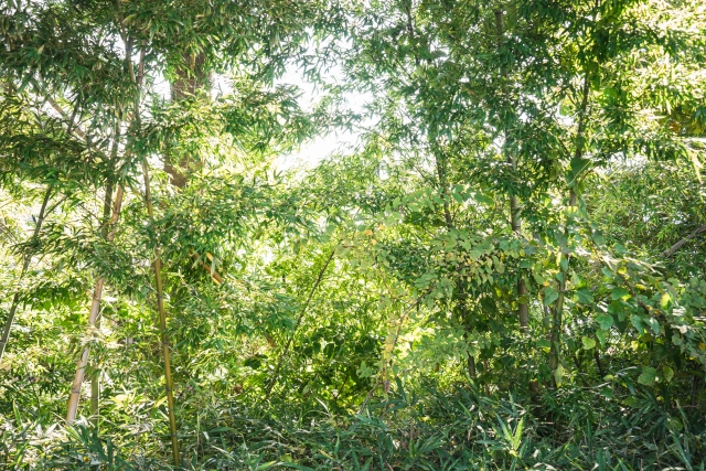 竹林問題の解決に農業分野が役に立つ！？竹の活用事例と、竹がもたらす効果について｜画像２