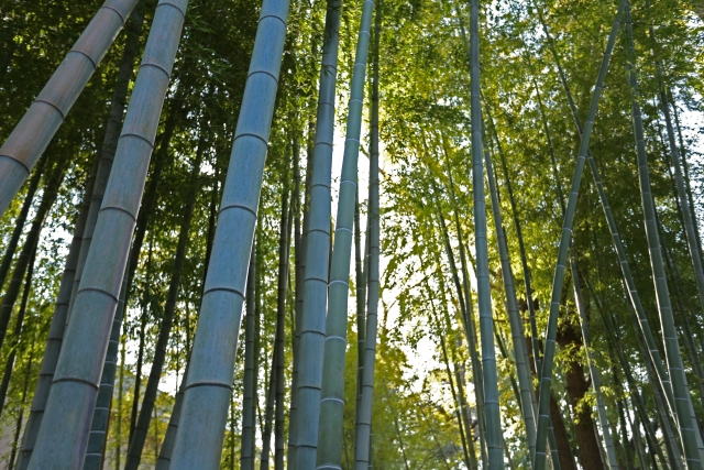 竹林問題の解決に農業分野が役に立つ！？竹の活用事例と、竹がもたらす効果について｜画像３