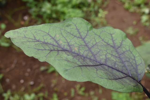 木酢液を使いこなすために知っておきたい、植物や微生物への働きかけの仕組み｜画像３