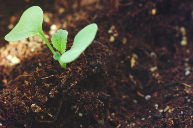 知っておきたい木酢液の製造工程、選び方。植物の生育に適切な濃度を測るための試験についても紹介。|画像２