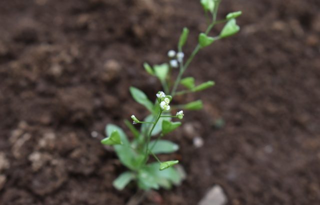 研究論文を読んでみた。植物ホルモン「オーキシン」に関する研究が面白い！｜画像１