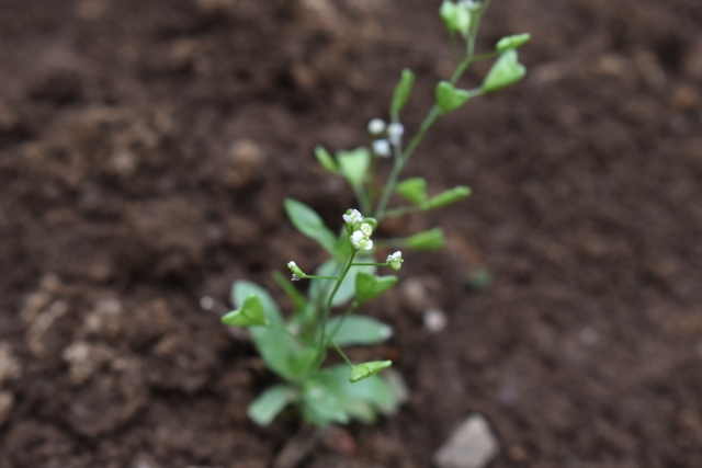 研究論文を読んでみた。植物ホルモン「オーキシン」に関する研究が面白い！｜画像１