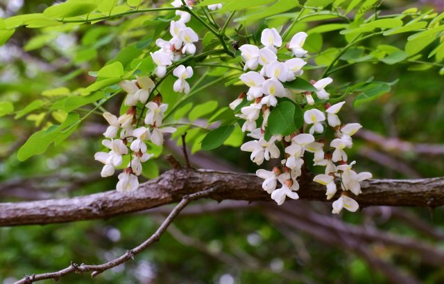 気象情報「以外」で天気を読む方法について。動植物の変化と天気は本当に関係している！？