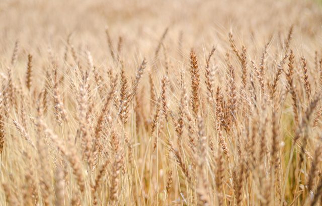 世界情勢の影響を受ける穀物価格と国産トウモロコシ生産について