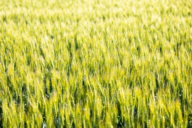世界情勢の影響を受ける穀物価格と国産トウモロコシ生産について｜画像２