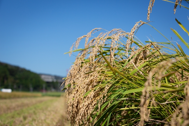 【農業経営】生産性の向上にもつながる付加価値向上のために取り組みたい３つのこと｜画像３