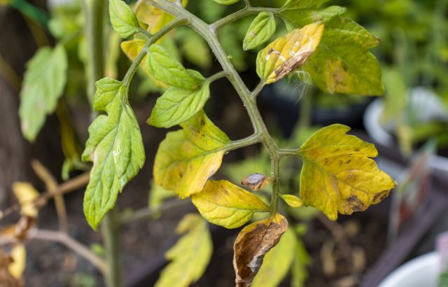 【植物の病害あれこれ】萎凋病について。萎凋病の原因や対処法とは｜画像１