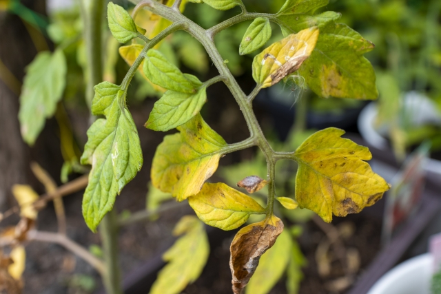 【植物の病害あれこれ】萎凋病について。萎凋病の原因や対処法とは｜画像１