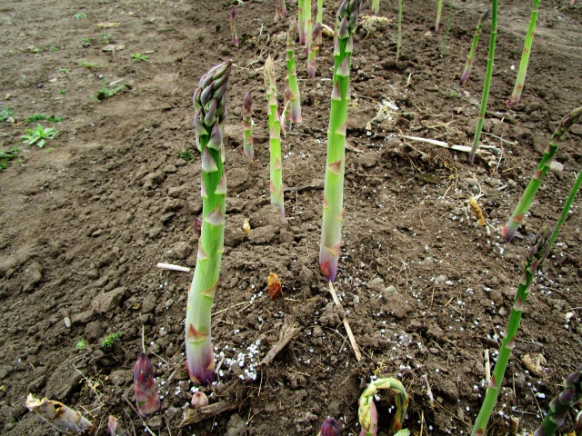 【植物の病害あれこれ】立枯病について。立枯病の原因や立枯病になりやすい作物、対処法を紹介｜画像２