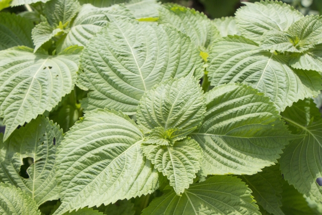 イノシシが食べない野菜、シカが食べない野菜はあるのか。狙われない食べ物を利用して鳥獣害を防ぐ！？｜画像２