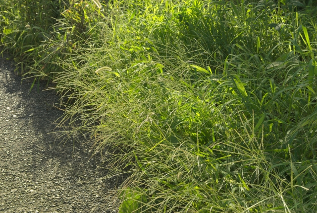 雑草のない畑の作り方。雑草が生えない土にするにはどうすればよいのか。｜画像２