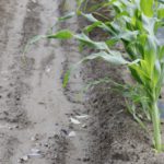 肥料価格高騰の現状。施肥コストを下げるための対策とは。