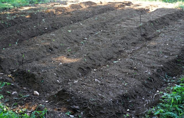 「畝」の基本に立ち返る。育てる野菜や土質に合った畝の高さや形状について｜画像１