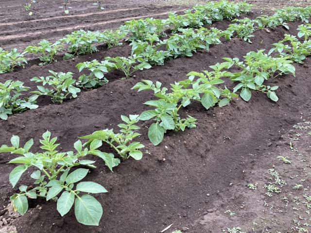 「畝」の基本に立ち返る。育てる野菜や土質に合った畝の高さや形状について｜画像２