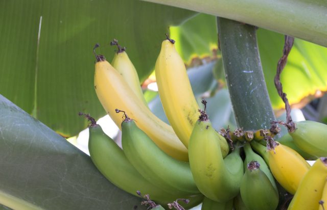 バナナに危機迫る。バナナを枯らす病害とバナナが危機に瀕している理由
