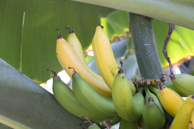 バナナに危機迫る。バナナを枯らす病害とバナナが危機に瀕している理由｜画像１