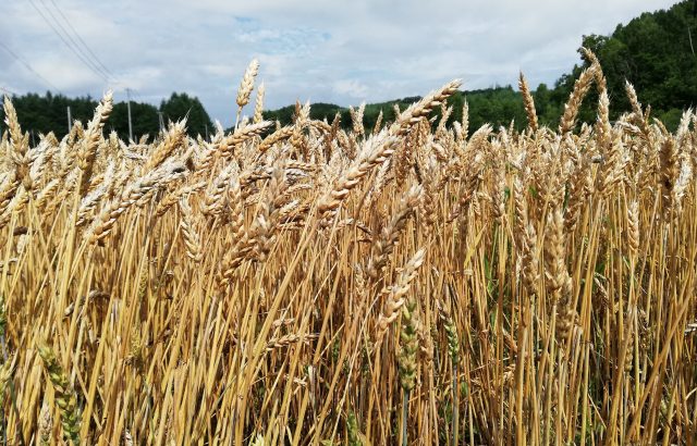 国産小麦の生産拡大を支援。重要性高まる国産小麦の現状について。