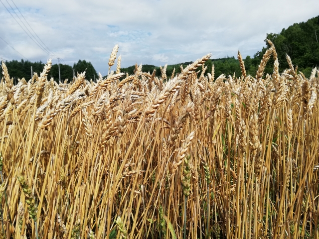 国産小麦の生産拡大を支援。重要性高まる国産小麦の現状について。｜画像１