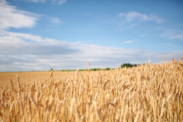国産小麦の生産拡大を支援。重要性高まる国産小麦の現状について。｜画像２