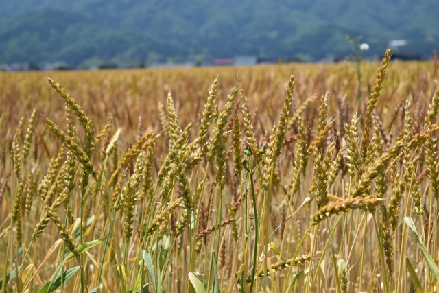 国産小麦の生産拡大を支援。重要性高まる国産小麦の現状について。｜画像３