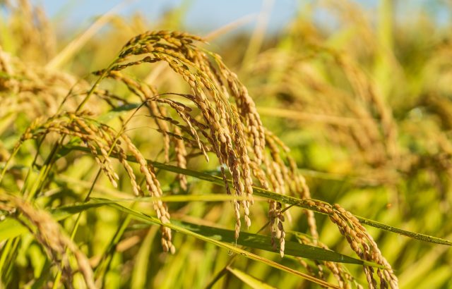 野生のイネ（稲）の遺伝子が雑草の生育抑制に役立つ！？農研機構が開発した「開張型イネ」とは｜画像１