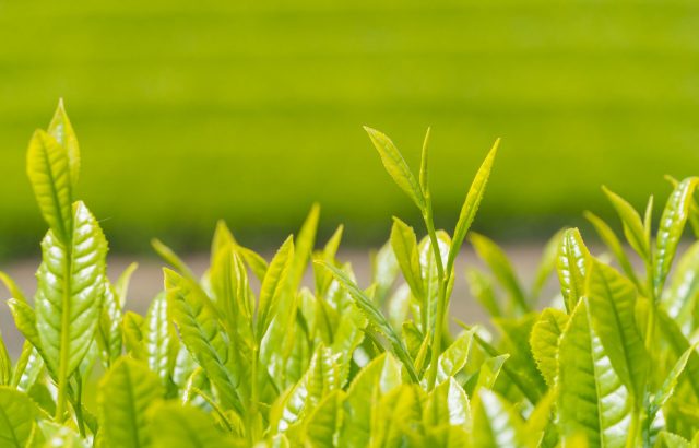 茶産業の現状。栽培面積等は減少傾向にありつつも、世界で人気の兆しあり！？