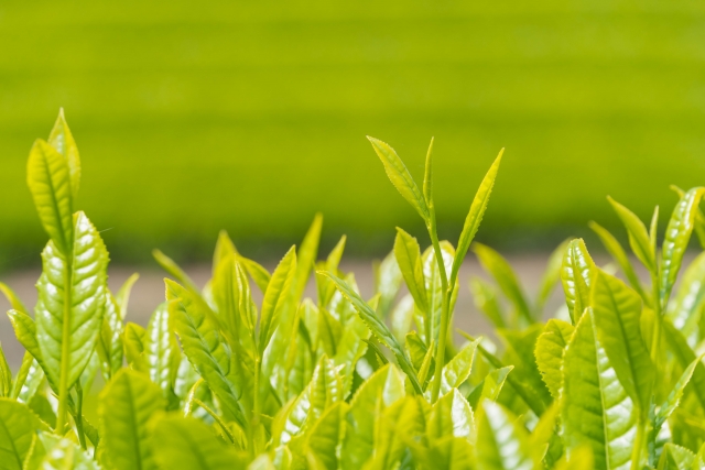 茶産業の現状。栽培面積等は減少傾向にありつつも、世界で人気の兆しあり！？｜画像１