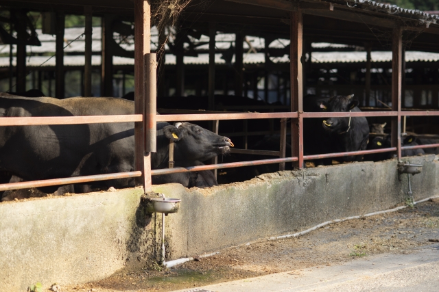 輸入肥料・飼料高騰の打破に期待高まる「耕畜連携」について｜画像１