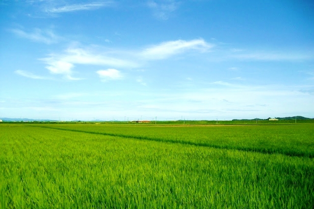 日本の有機農産物市場は欧米に比べて小さい。日本の有機農業の推進と課題。｜画像２